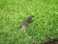 animal de estimação