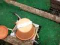 backyard chicken coop water heater