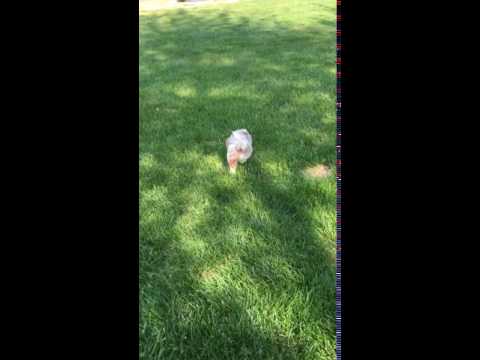 Bentley playing outside