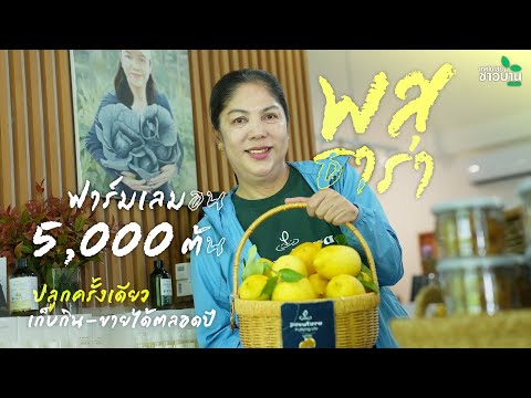 "พสุธารา" ฟาร์มเลมอน 5,000 ต้น ปลูกครั้งเดียว เก็บกิน-ขายได้ตลอดปี