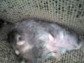 My Little Hamster