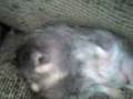videos de Lila com preguiça.3gp