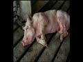 Vegetarijanstvo u hrvata 4.dio