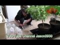 Flushing Cannabis Trees