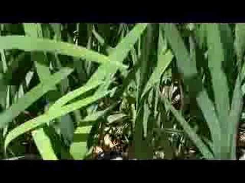 how to transplant louisiana iris