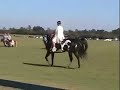 American paint horse at the parade of breeds 2007