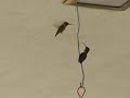 Hummingbird Fight