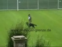 Hoss von der Dellwiger Grenze - V-BSZS 2008 Hoss von der Dellwiger Grenze - V-BSZS 2008