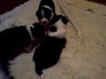 Baby puppies playing Baby puppies playing