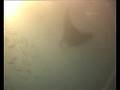 NUKU HIVA MANTA RAY DANCE