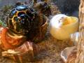 Rugosus Hermit crab changing shell, from painted to natural