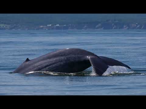 Vivez l'expérience d'une croisière aux baleines à Forillon !