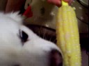Pablo eats corn