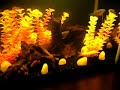 My Tropical Fish Aquarium (30 litre) - Japanes Garden