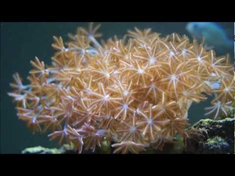 how to get rid of xenia coral