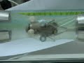 Worm-inspired robot crawls through intestines 3 Worm-inspired robot crawls through intestines 3