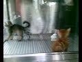 Kittens in Japan Kittens in Japan