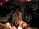 Labradoodle puppies