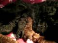 Labradoodle-puppies