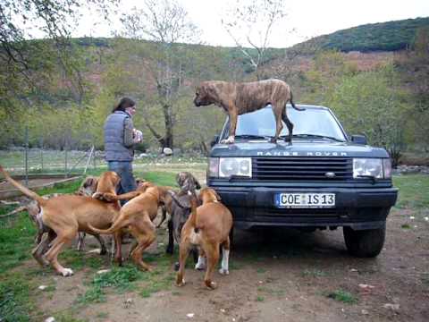 fila brasileiro