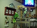 boxing cat and parrot