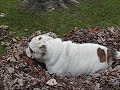 Asso: english bulldog tra le foglie Asso: english bulldog tra le foglie
