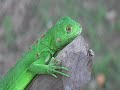 Peruvian Amazon