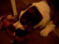 videos de Dogbook Movie: Snoopy and new toy