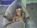 Langos relaxing.