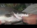 Osceola Outback Barramundi! CHEW ON THIS Fishing Show