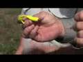 Osceola Outback Barramundi! CHEW ON THIS Fishing Show