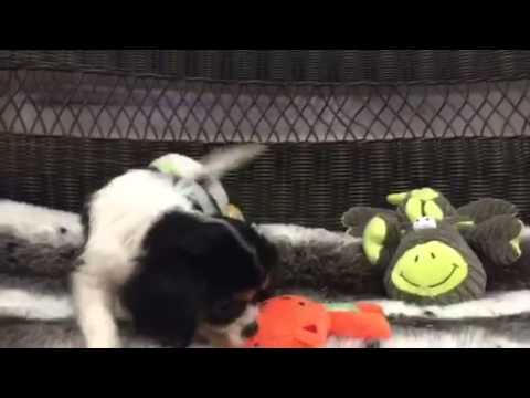 Tri Color Cavalier King Charles little Princess