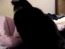 Kitty Cat Poking