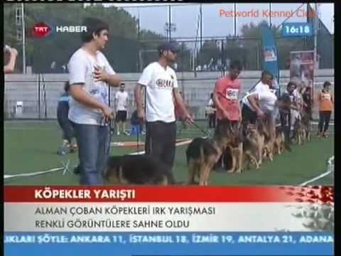 alman kurt k-9
