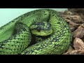 May 2008 Mixed Bag of Snakes