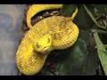 May 2008 Mixed Bag of Snakes
