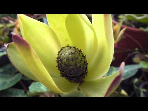 how to harvest kangaroo paw seeds