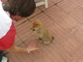 Groc, cadell de shiba inu, ensinistrament al terrat de casa.