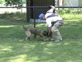 Engine puppy training 8 mths
