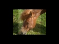 marie og elisabeth.wmv