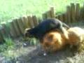 videos de Perrita enamorada