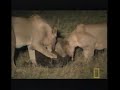 Young lions devour buffalo calf alive