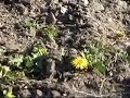 Garden Update Episode 1