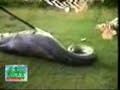 Sucuri vomitando capivara