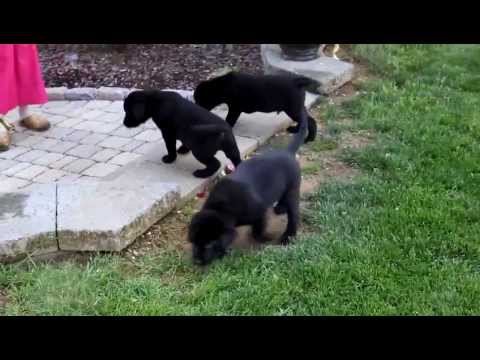 Black Lab Puppies For Sale