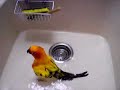 Kiwi The Sun Conure