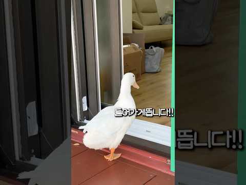 절에 사는 오리 복덕이