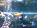 My Anthias Fish Fighting