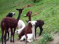 Reproduction alpaga, alpaguy.com