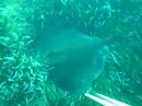 manta manta